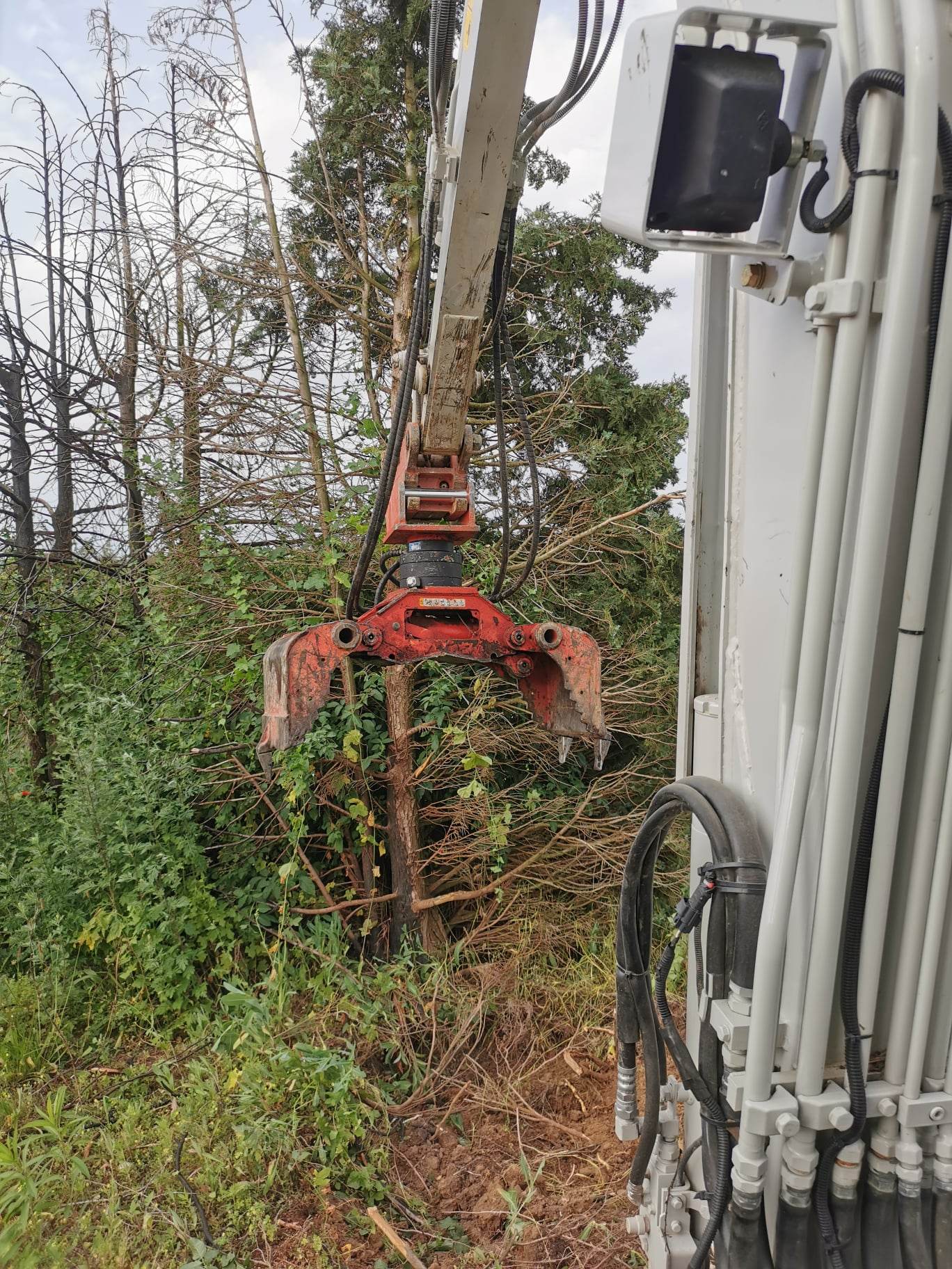 Comment abattre un arbre en toute s&eacute;curit&eacute; ? Bischheim